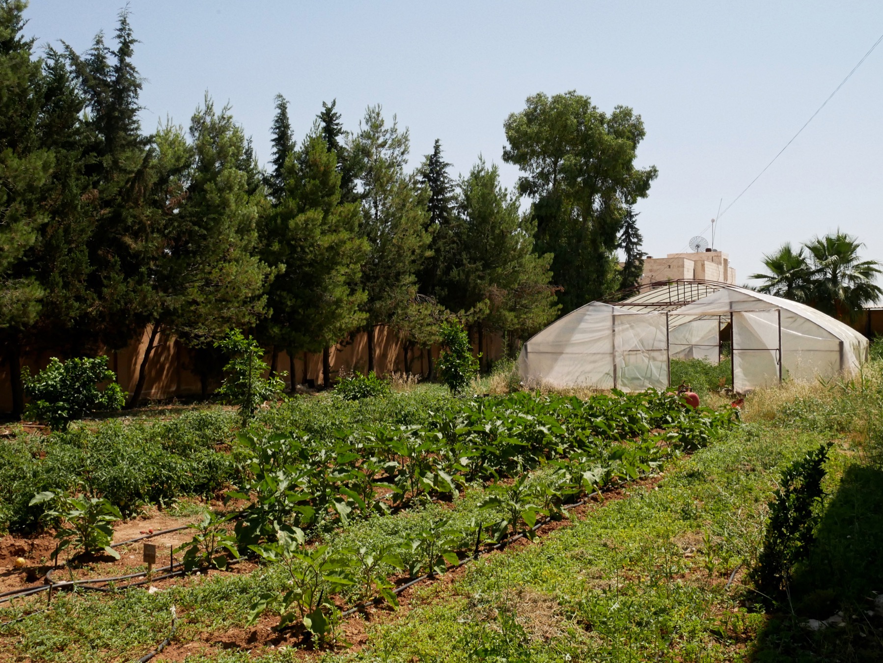 Un invernadero en la Universidad de Rojava en Qamişlo, donde los estudiantes aprenden sobre los cultivos necesarios en Rojava. Foto de Elise Boyle Espinosa, 2018